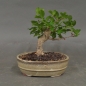 Preview: Bonsai, Baumwürger, vorn